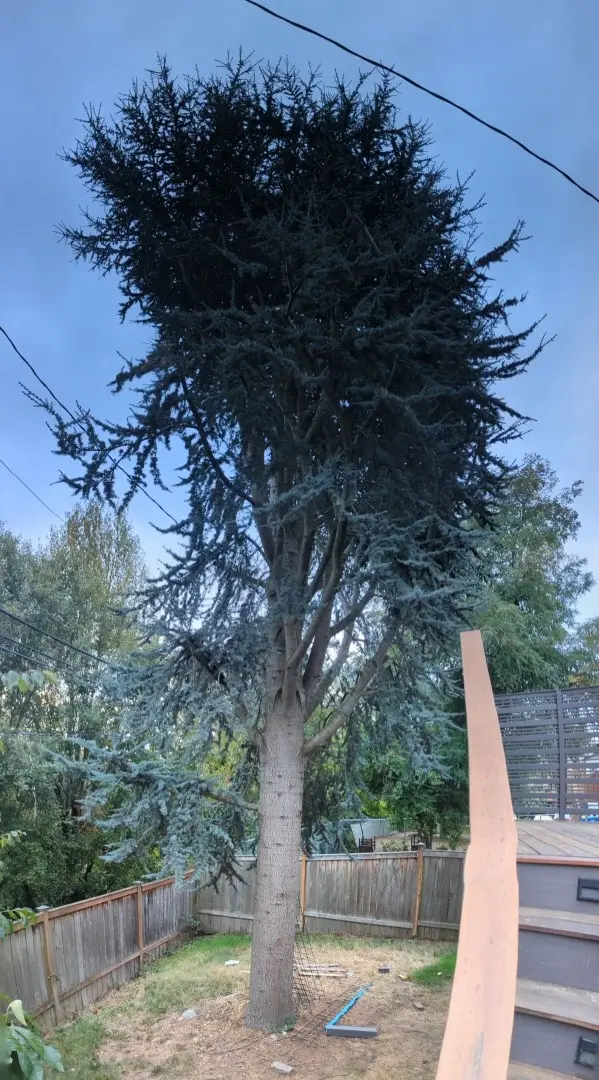 Blue-needled conifer with several upright leaders growing from one trunk