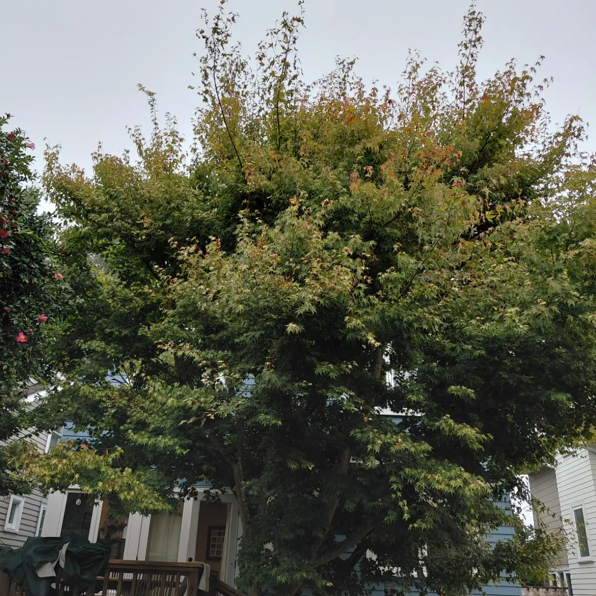 Thick, untrimmed deciduous crown with little light passing through