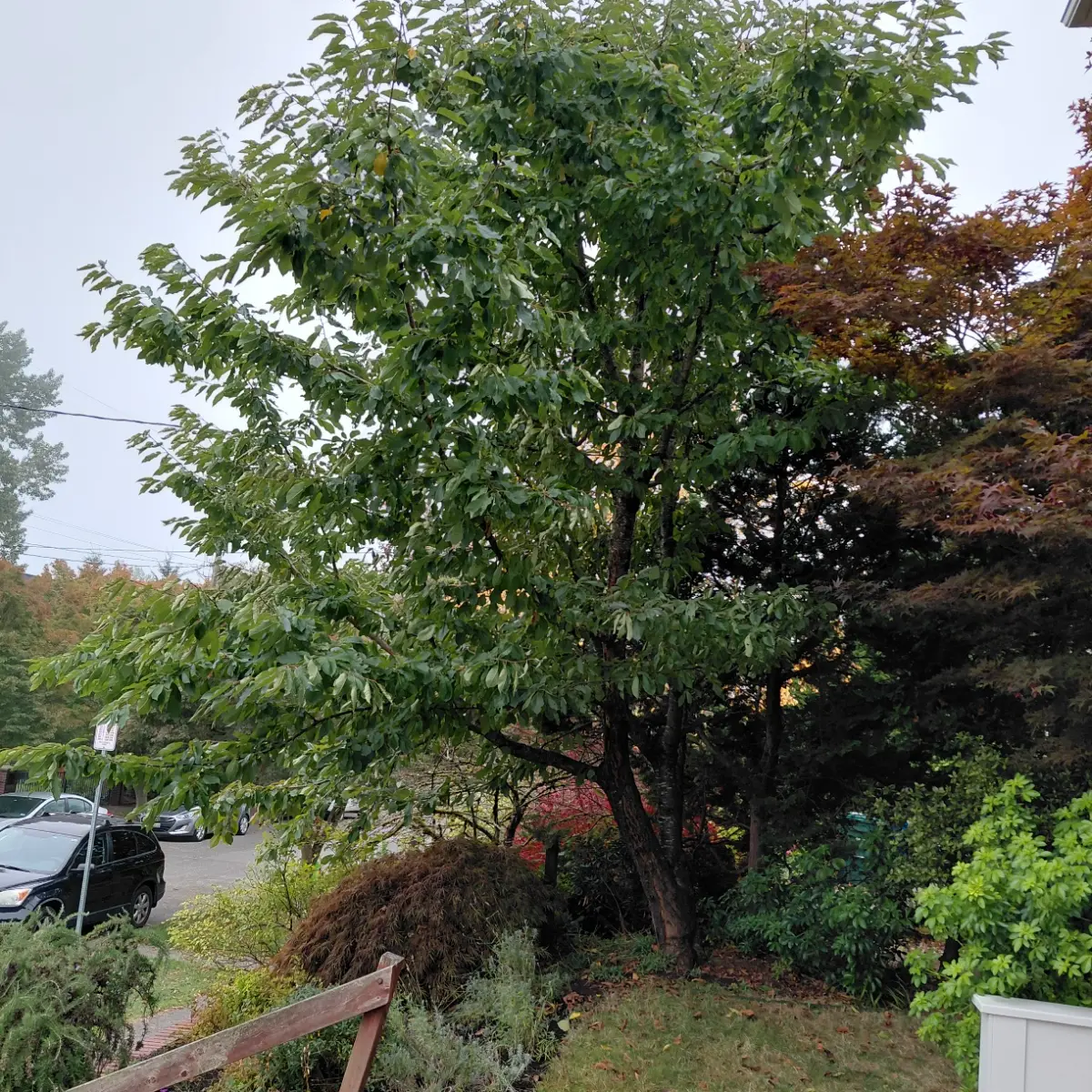 Dense deciduous tree beside a driveway, its branches crowding parked cars