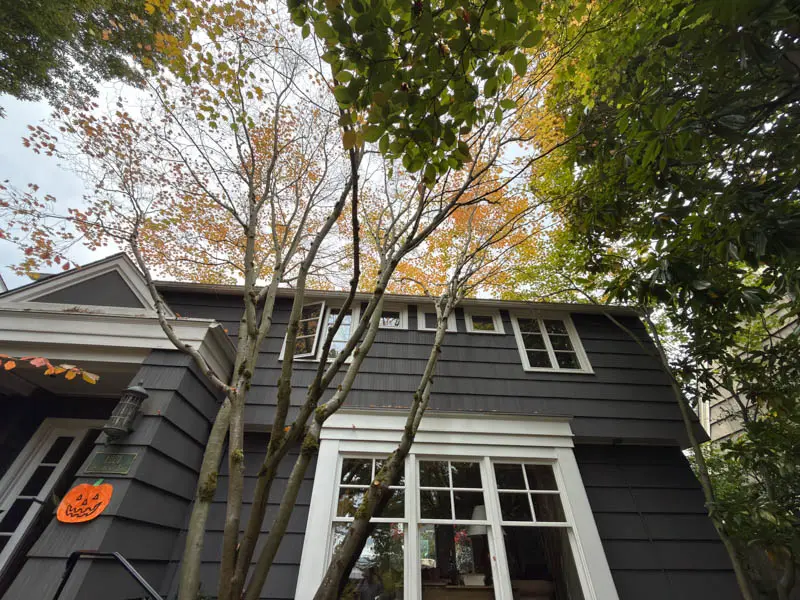Maple limbs reaching over the roof and dormer windows of a gray shingled house