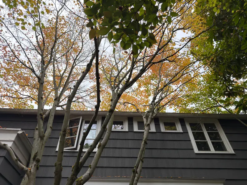 Multi-stemmed maple with a wide crown spreading over a shingled house