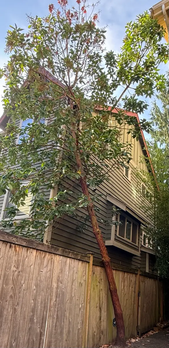 Tree with peeling reddish bark growing tight against house siding