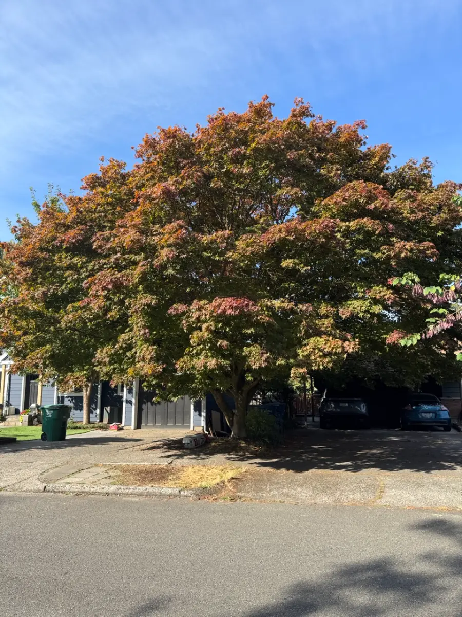 Large spreading tree in orange fall color over a residential driveway