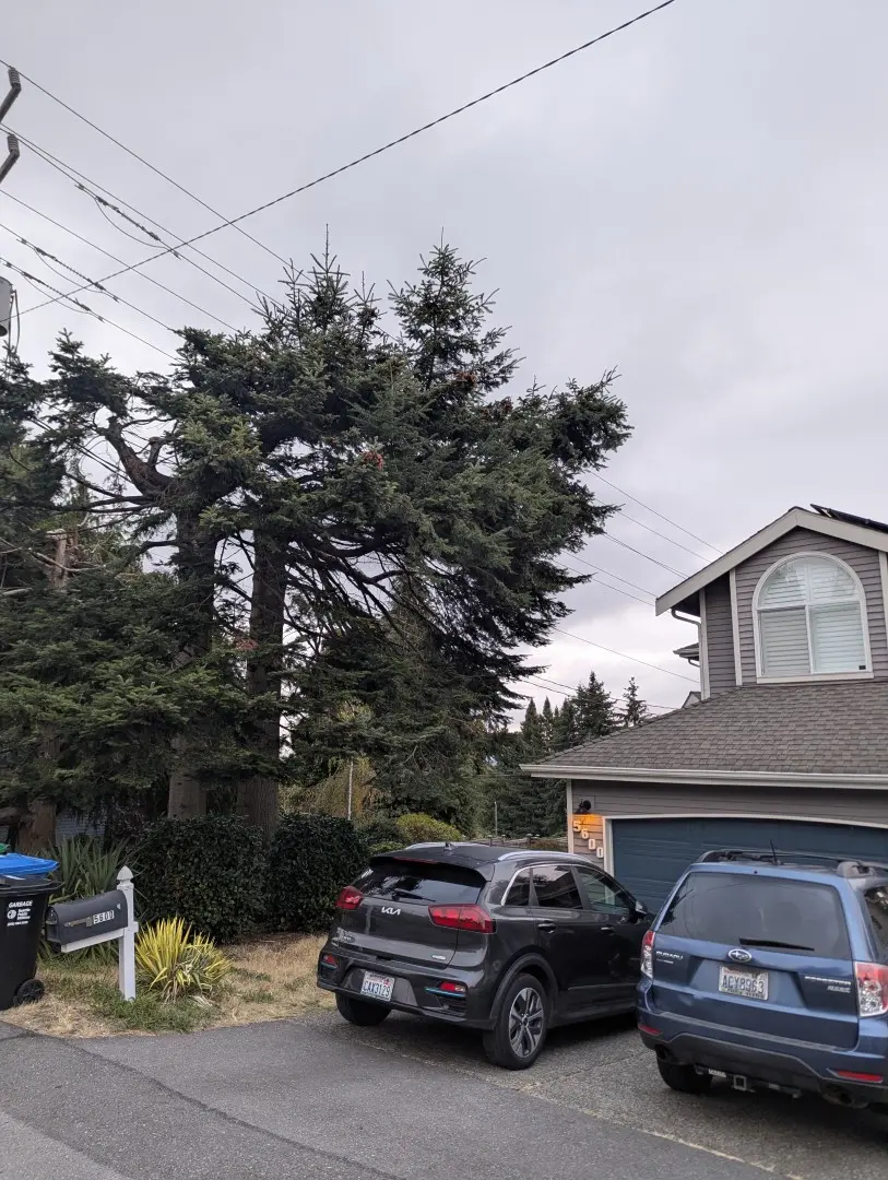 Tall conifer standing close to a house, garage and overhead lines
