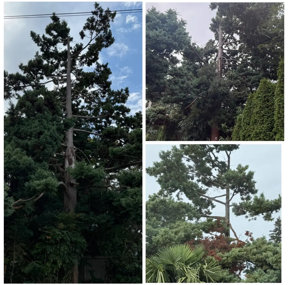 Tall pines rising above a backyard, one with a dead top